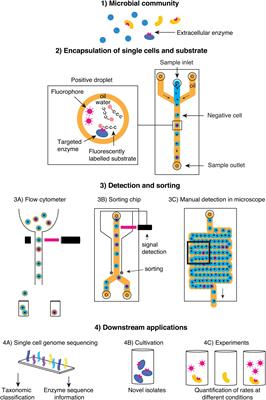 On Single-Cell Enzyme Assays in Marine Microbial Ecology and Biogeochemistry